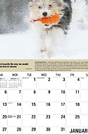 Dogs Jan.