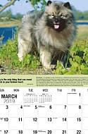 Dogs Mar.