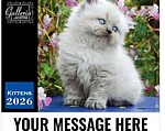 Kitten