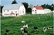 Out to Pasture