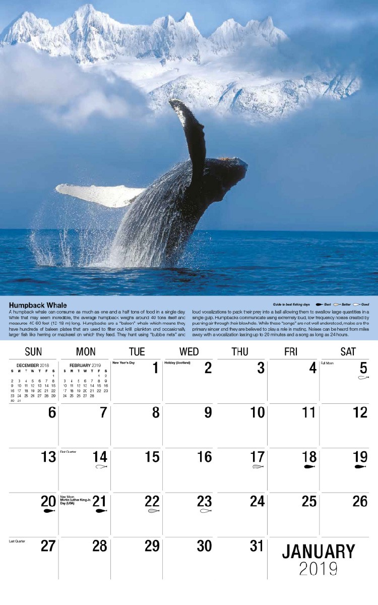 North American Wildlife