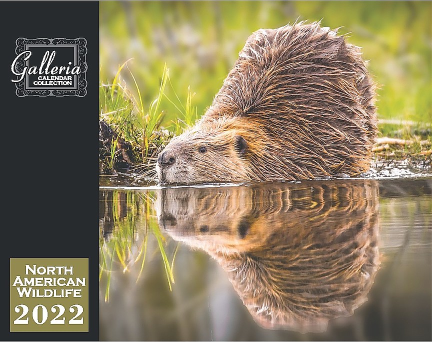 North American Wildlife