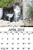 Kittens Apr.
