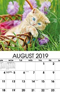 Kittens Aug.