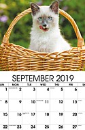 Kittens Sept.
