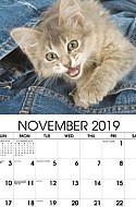 Kittens Nov.