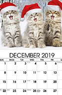 Kittens Dec.