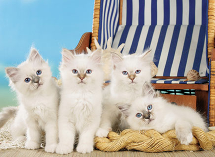 Best Friends Calendar Jun.