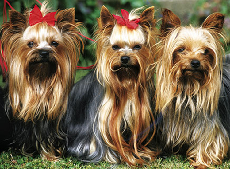 Best Friends Calendar Dec.