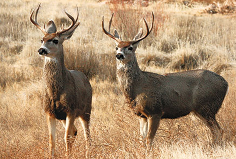 Sportsman Calendar Oct.