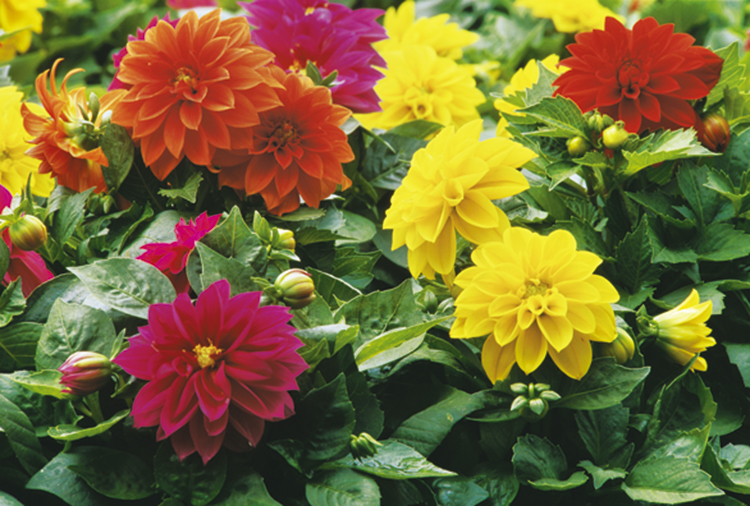 Floralies Calendar Jan.