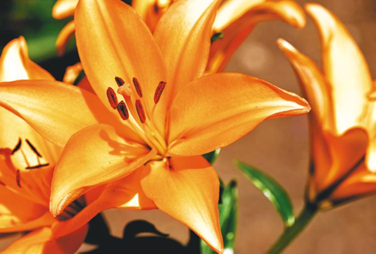 Floralies Calendar Mar.