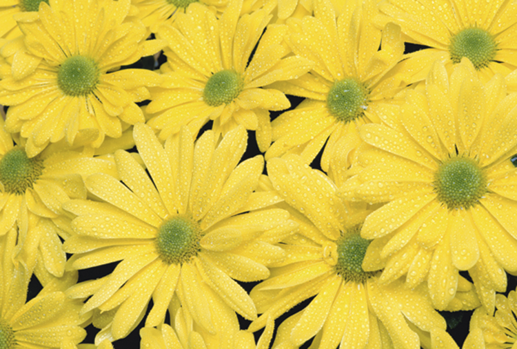 Floralies Calendar Jul.