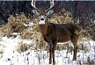 Winter Purity