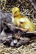 Chicky Dream!