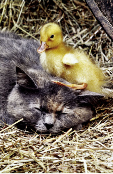 Chicky Dream!