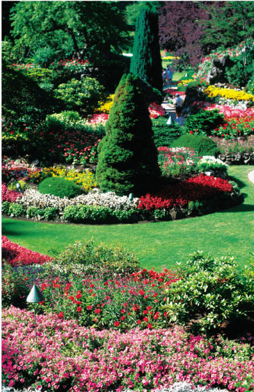 Nature in Bloom