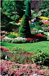 Nature in Bloom
