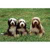Three of a Kind