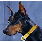 Mans Best Friend Dog Collar